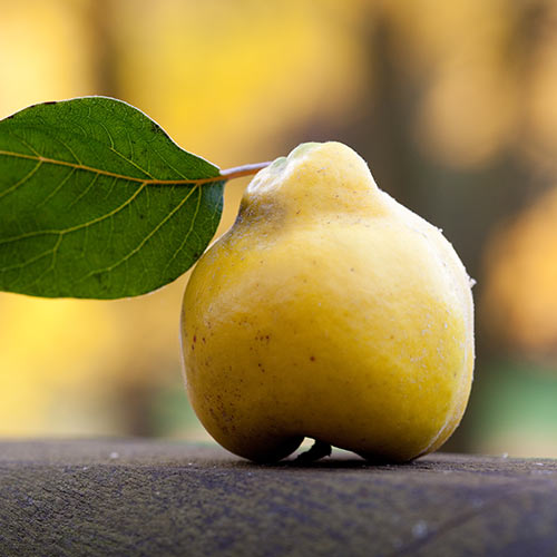 Autumn answer: QUINCE
