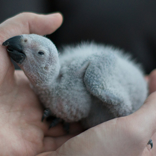 Baby Animals answer: AFRICAN GREY