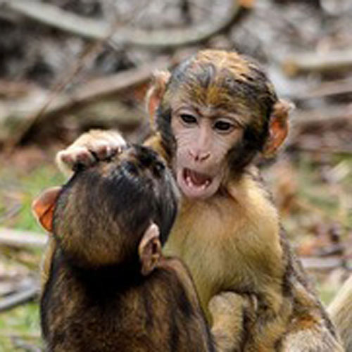 Baby Animals answer: MACAQUES