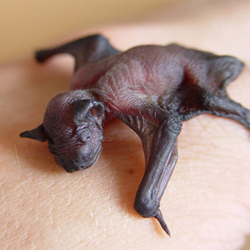 Baby Animals answer: BAT