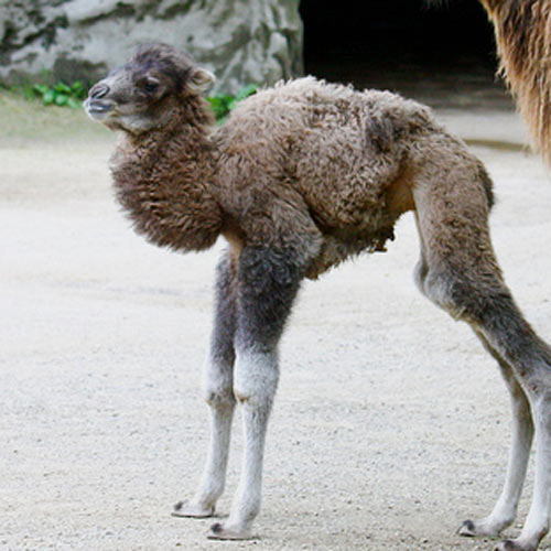 Baby Animals answer: CAMEL