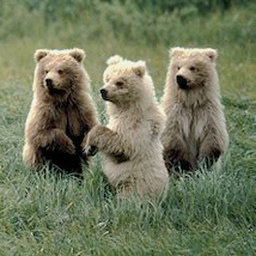 Baby Animals answer: GRIZZLY BEARS