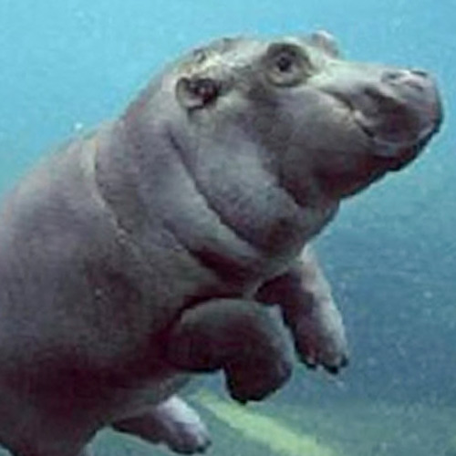 Baby Animals answer: HIPPO