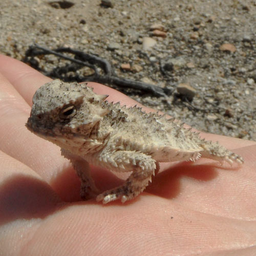 Baby Animals answer: HORNED LIZARD