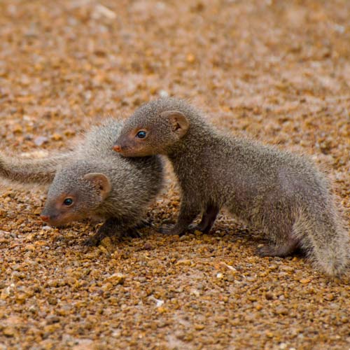 Baby Animals answer: MONGOOSES