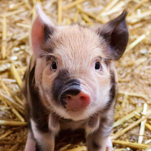Baby Animals answer: PIG