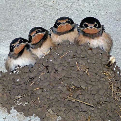 Baby Animals answer: SWALLOWS