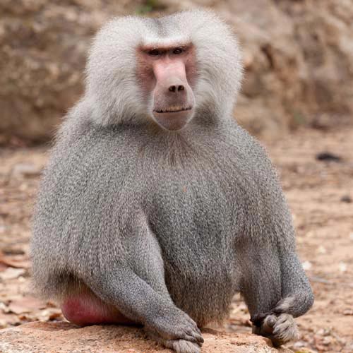 B is for... answer: BABOON