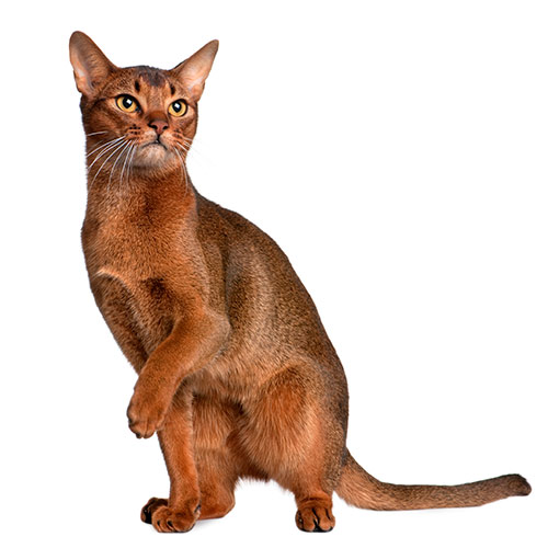 Cats answer: ABYSSINIAN