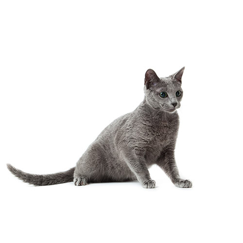 Cats answer: RUSSIAN BLUE