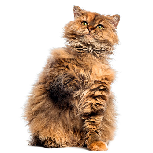 Cats answer: SELKIRK REX