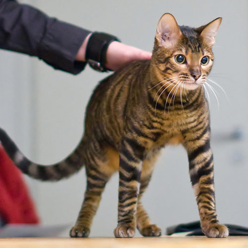 Cats answer: TOYGER
