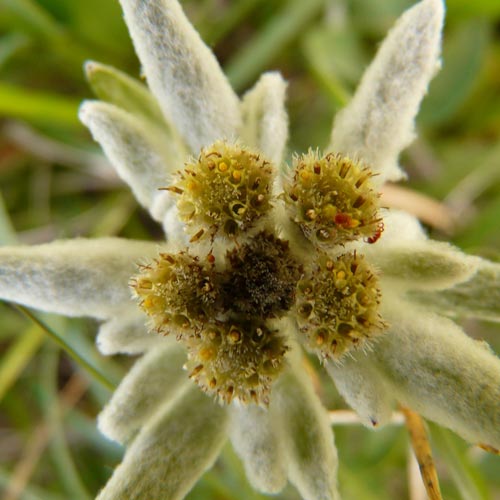 E is for... answer: EDELWEISS