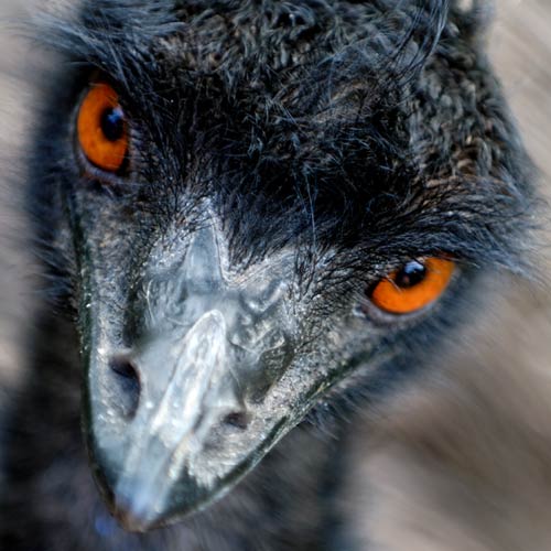E is for... answer: EMU