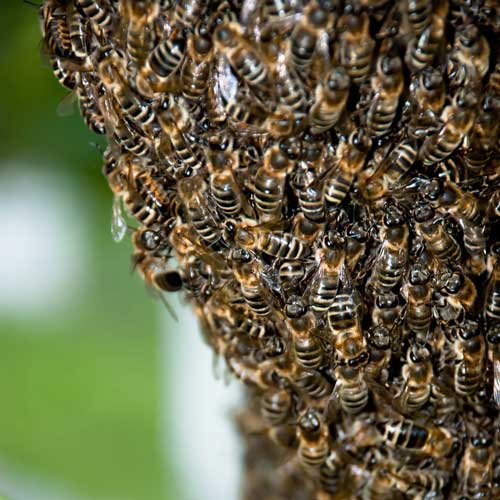 Gardening answer: BEES