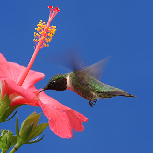 H is for... answer: HUMMINGBIRD