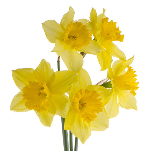 J is for... answer: JONQUIL