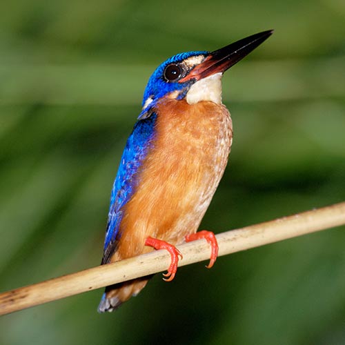 K is for... answer: KINGFISHER