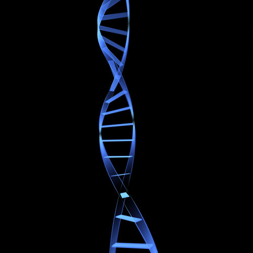 Le corps humain answer: ADN