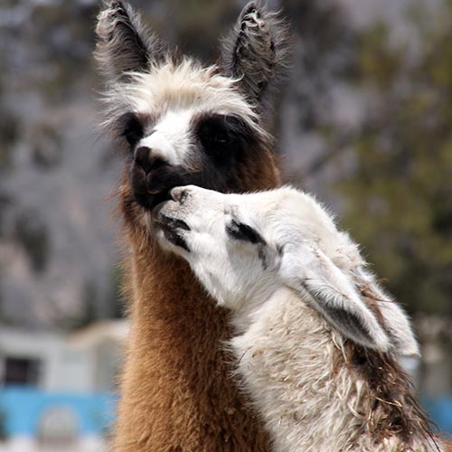 L is for... answer: LLAMA