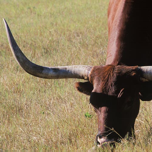 L is for... answer: LONGHORN