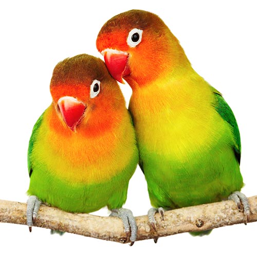 L is for... answer: LOVEBIRDS