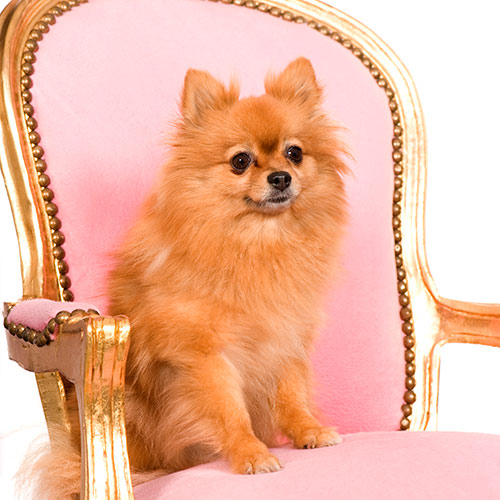 P is for... answer: POMERANIAN