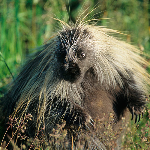 P is for... answer: PORCUPINE