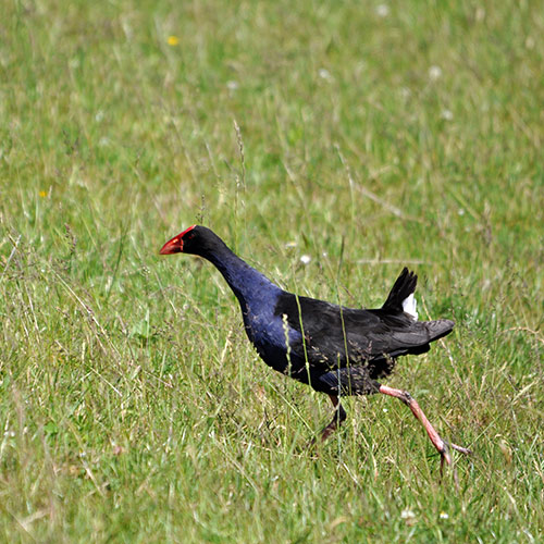 P is for... answer: PUKEKO