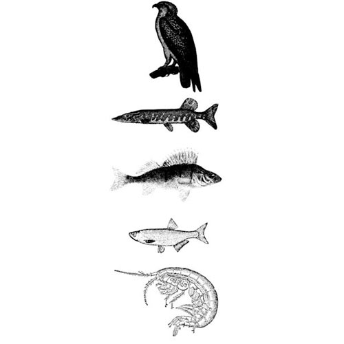 Science answer: FOOD CHAIN