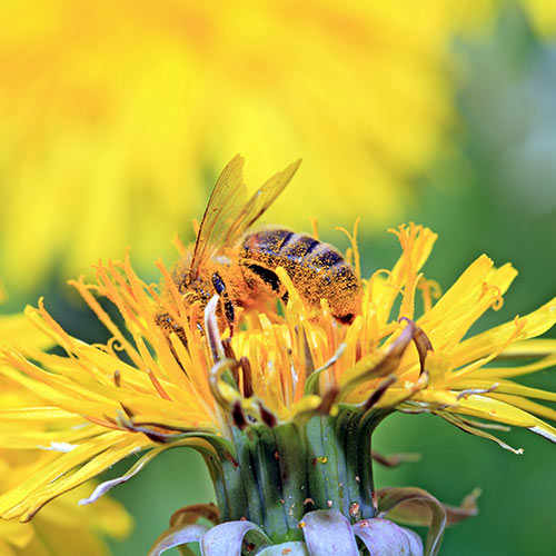 Science answer: POLLINISATION