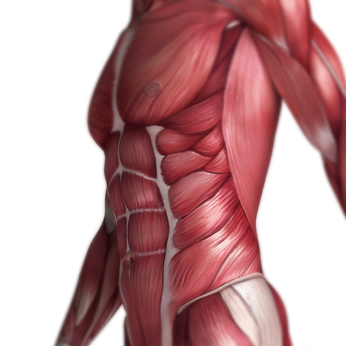 Anatomia answer: ADDOMINALI