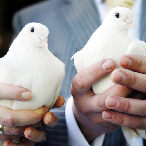 Love answer: DOVES