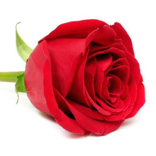 Love answer: RED ROSE
