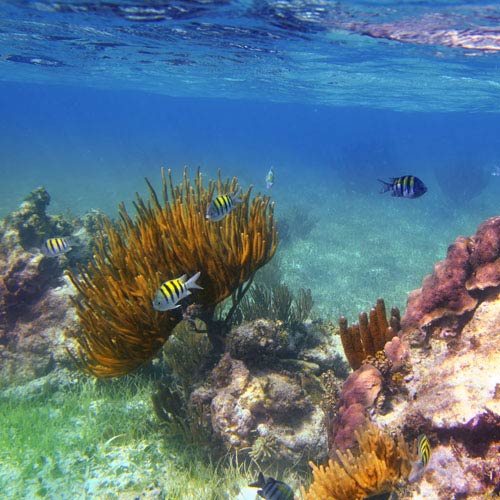 Vacanza answer: CORAL REEF